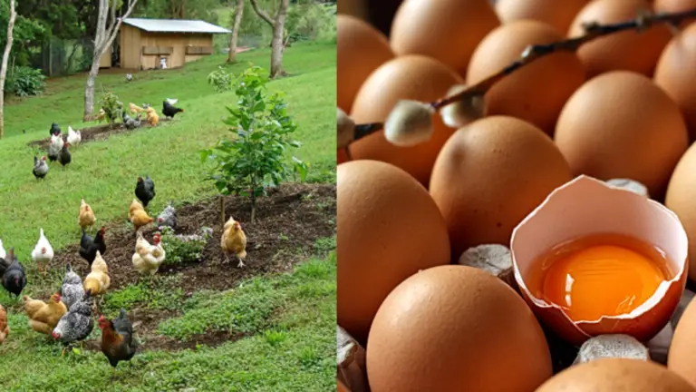 La Verdad sobre los Huevos de Gallinas Criadas al Aire Libre