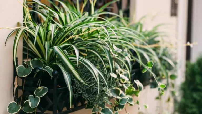 Cuidado de la Cinta o Falangia: Tres Claves para Mantenerla Sana y Exuberante