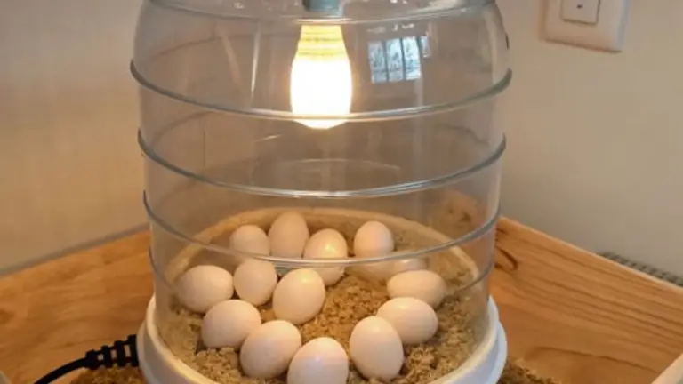 Guía para Construir una Incubadora de Huevos Casera con una Botella de Agua