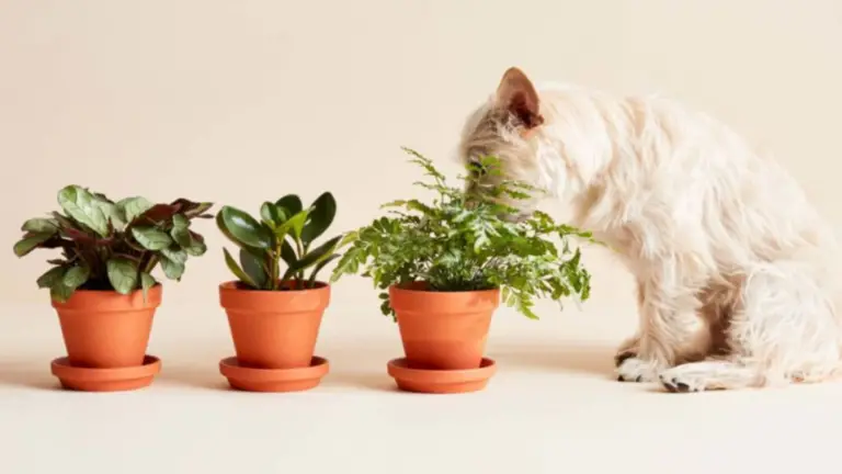 Plantas de Interior Seguras para Mascotas que Crecen Bien en Entornos Acuáticos