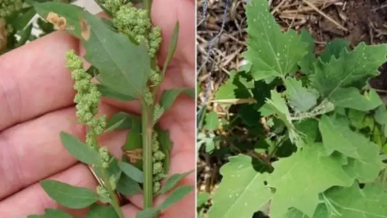 El Poder Oculto del Malva Común: La Maravilla Modesta de la Naturaleza