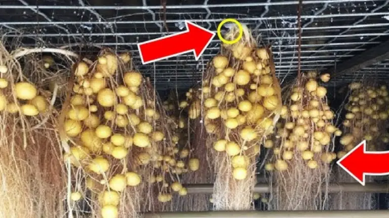 Cómo Cultivar Patatas Sin Tierra: Una Guía Completa de Aeroponía