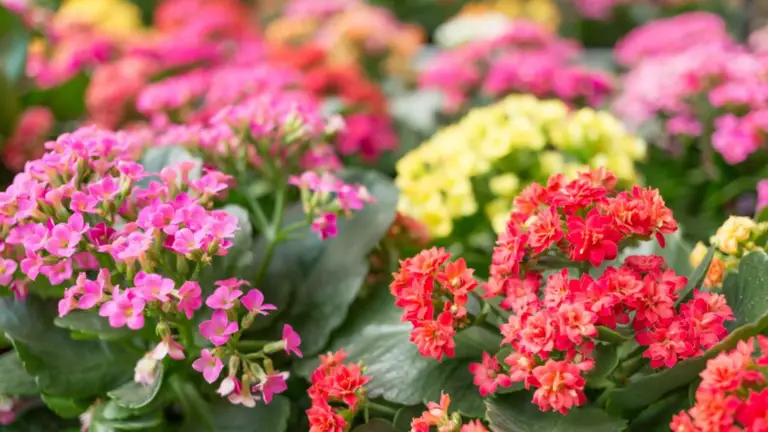 La Astucia Oculta para un Balcón Libre de Mosquitos: La Planta que Nunca Supiste que Necesitabas