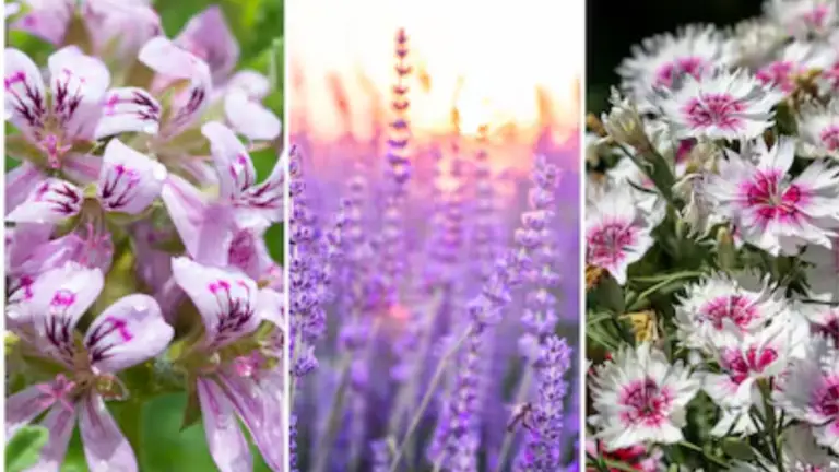 7 Plantas que Debes Tener en Casa para Alejar Arañas, Moscas y Mosquitos para Siempre