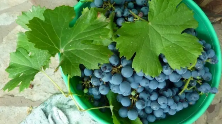 ¿Qué Ocurre si Plantas Tres Uvas en una Maceta? Un Experimento Fascinante