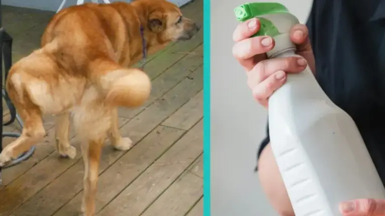 Cómo Eliminar el Olor de Orina de Perro con un Mezcla Casera