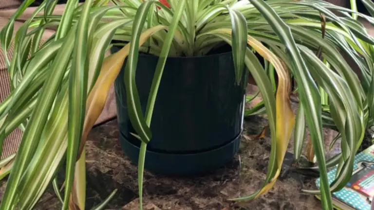 ¿Por qué tener una planta araña (Chlorophytum) en casa? 8 buenas razones