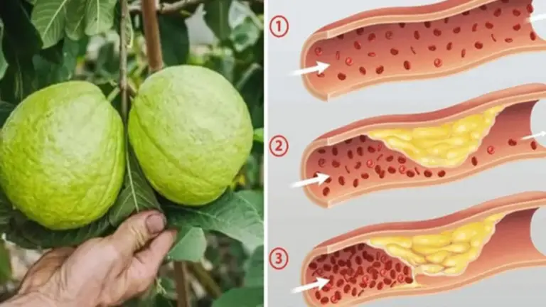 El Mejor Té para la Mañana y Después de las Comidas