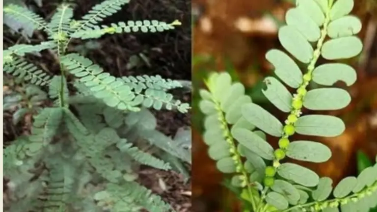 Descubre el Tesoro Oculto en Tu Jardín! Beneficios de una Planta Que No Conoces