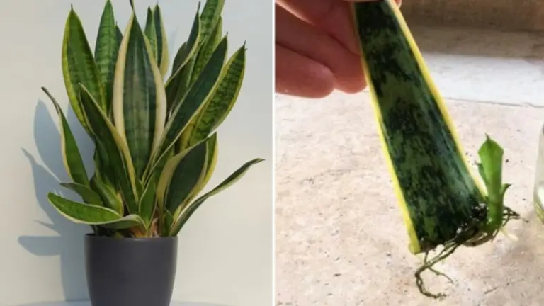 Cómo Propagar tu Planta de Serpiente: Guía Completa