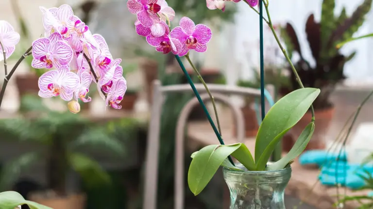 Orquídeas: El Secreto para una Floración Abundante y Hojas Saludables