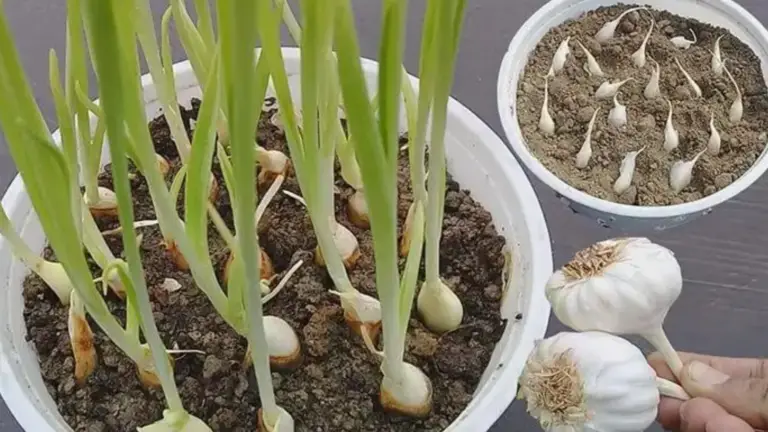 Cómo Cultivar Ajo en Macetas en Pocos Pasos