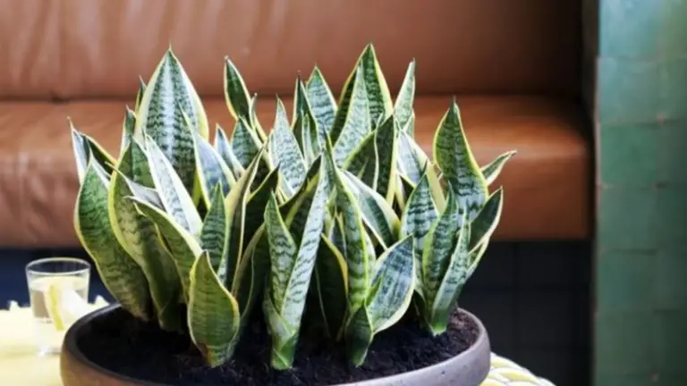 El Secreto de la Lengua de Suegra Que Pocos Conocen: ¡Te Sorpenderá!