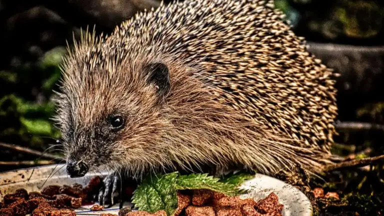 ¡Deja que el Erizo Se Instale en tu Jardín: Tu Mejor Aliado!