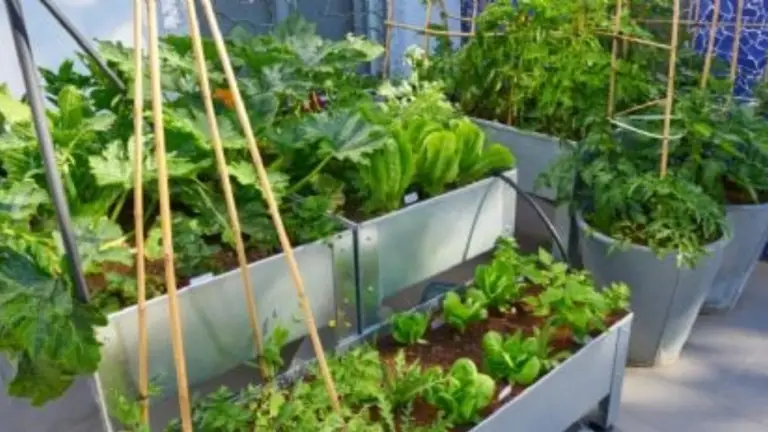Combinaciones de Plantas para Mejorar tu Huerto 🥕🌱