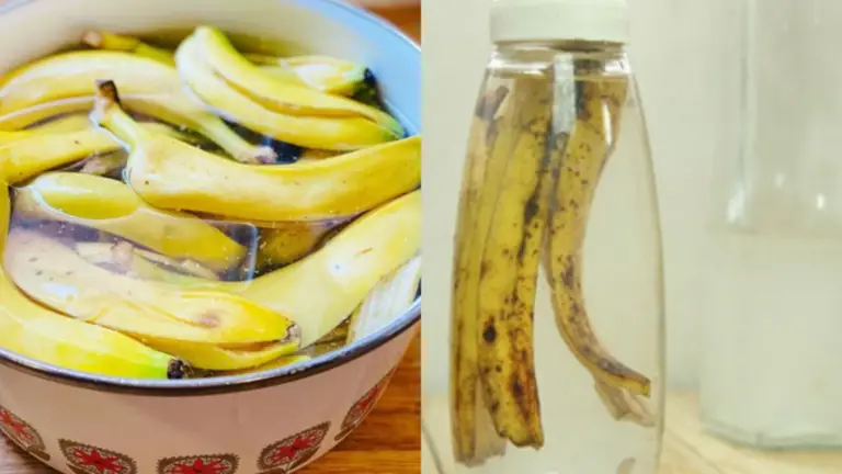 ¡Deja de tirar las cáscaras de plátano! Aprende cómo convertirlas en un abono mágico para tus plantas
