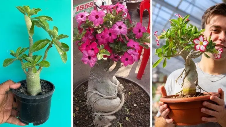 La rosa del desierto: Adenium obesum, la suculenta que embellece cualquier rincón