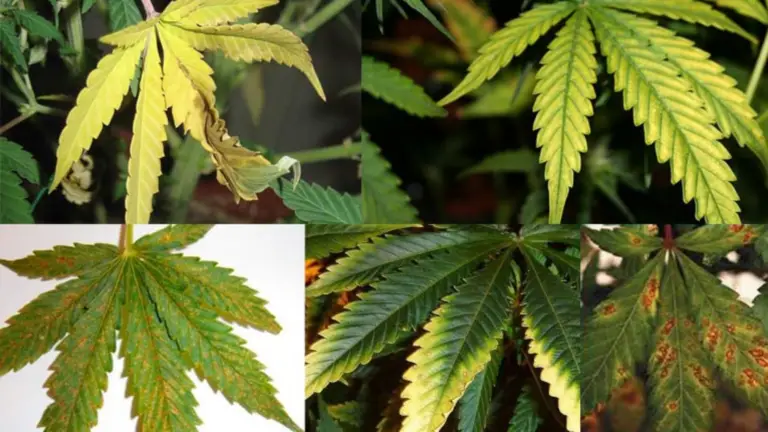 El Lenguaje de las Plantas a Través de sus Hojas: ¿Qué te están Diciendo?