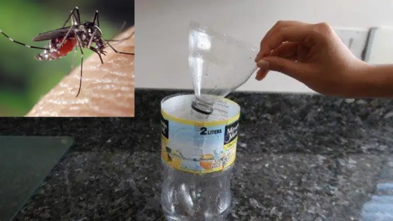 Trampa Antimosquitos Casera: Una Solución Natural y Eficaz
