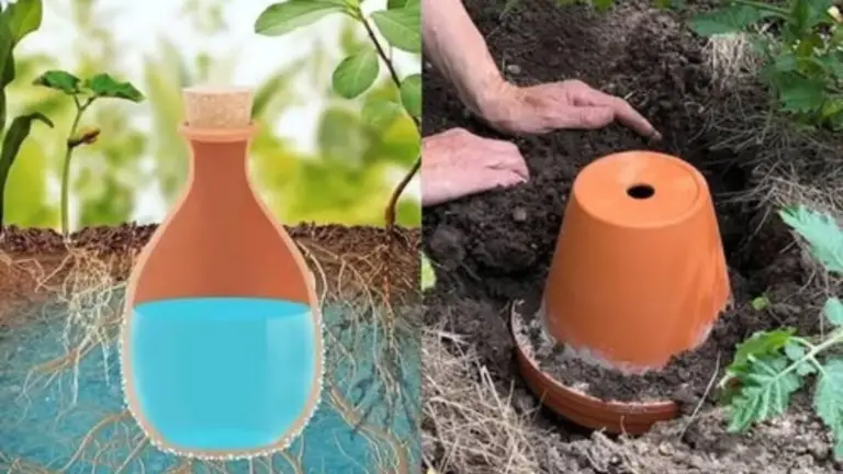 Adopta la Sabiduría Ancestral: El Sistema de Irrigación Olla para un Jardinería Sostenible