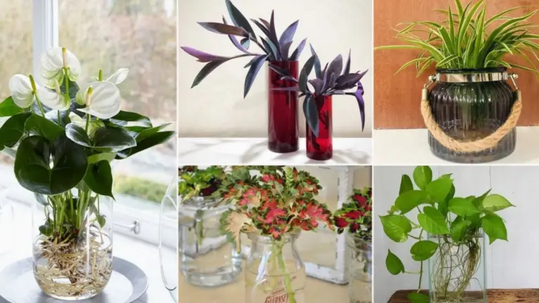 Plantas de agua que ayudan a absorber el calor en casa