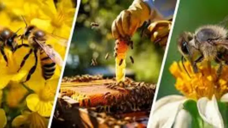 Salva a las Abejas con Estas Plantas: Cómo Contribuir a la Polinización