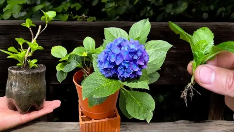De Petits Éclats de Nature: Cómo Cultivar Tus Propias Hortensias a Partir de Esquejes