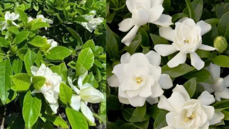 El Jazmín: Un Perfume Encantador para Tu Hogar y Jardín