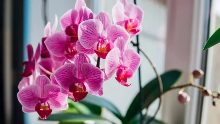 ¿Quieres que tu orquídea florezca todo el año? Aquí te mostramos cómo lograrlo