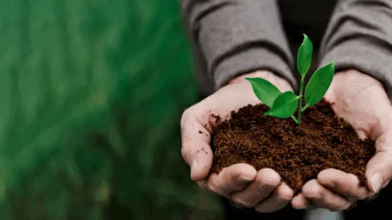 18 Consejos Geniales y Gratuitos para el Jardinería