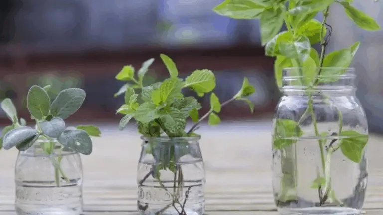 Hierbas que Puedes Cultivar en Agua