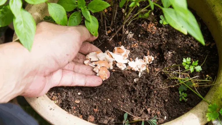 Los Mejores Fertilizantes Naturales para Plantas de Interior