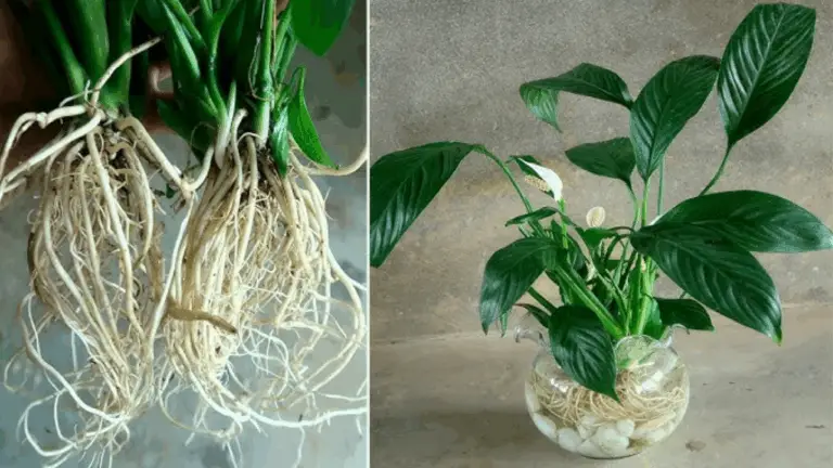 Cultivar y Cuidar tu PAX Laetia: Olvídate del Agua