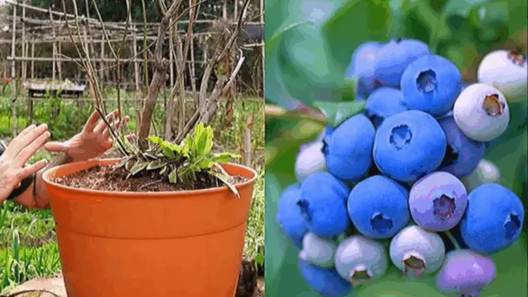 Cómo Cultivar Arándanos: Un Secreto para No Tener que Comprarlos Nunca Más
