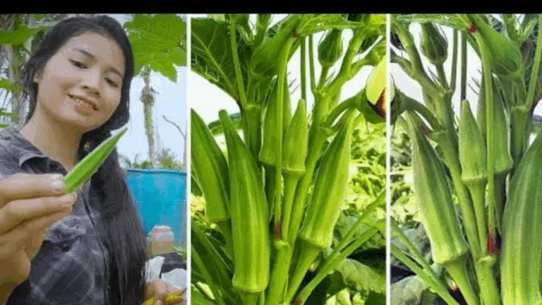 10 Cosas que Debes Saber sobre el Gombo