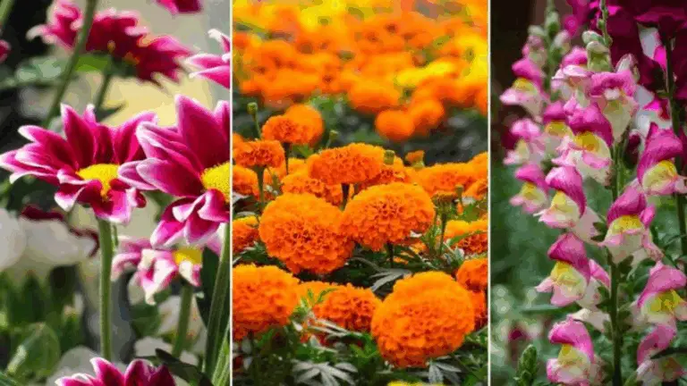 Plantas que Florecen Todo el Verano: Embellece Tu Jardín