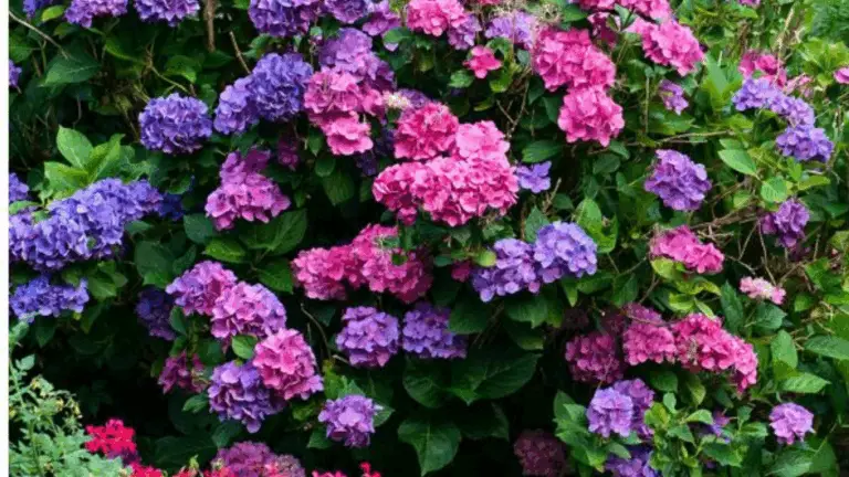 Cómo Podar Hydrangeas para una Explosión de Flores