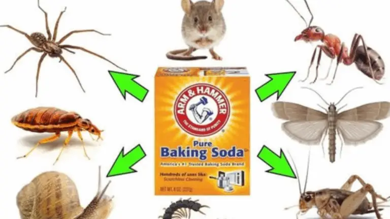 Cómo Usar Bicarbonato de Sodio para Deshacerse de Plagas: ¡Una Solución Natural!