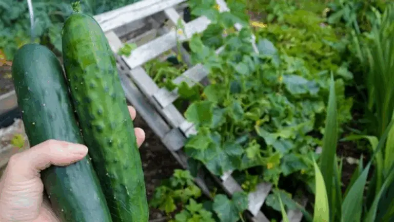 Cómo Construir un Enrejado para Pepinos: Guía para Principiantes