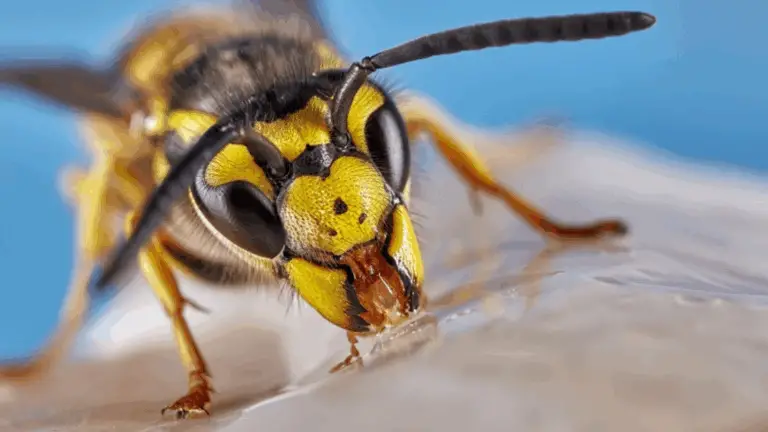 Capturando la Belleza de una Abeja con Alta Resolución