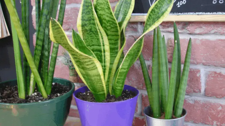 Trucos para Estimular a Tus Plantas de Serpiente a Producir Más Hijos
