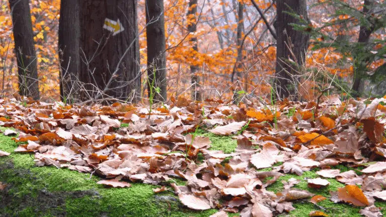 ¿Por Qué los Montones de Hojas Son el Secreto Mejor Guardado de Tu Jardín?