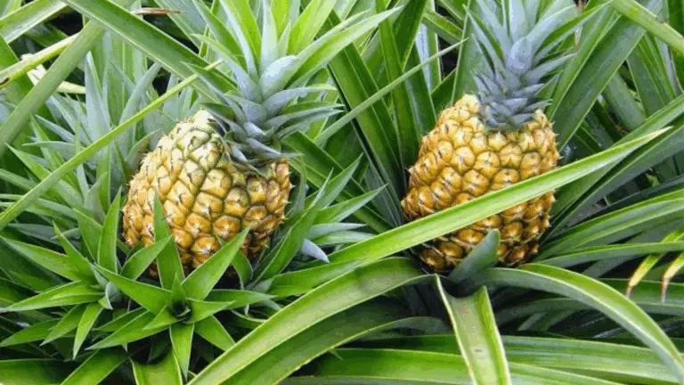 Nunca Vuelvas a Comprar Piñas: Aprende a Cultivar Este Delicioso Fruto en Casa