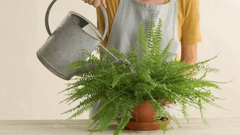 ¿Cuándo Regar Tus Plantas de Interior?