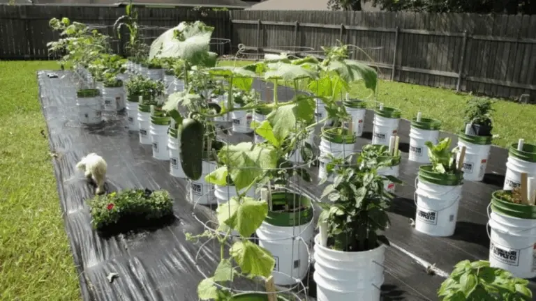 Verduras Fáciles de Cultivar en Cubos Este Abril