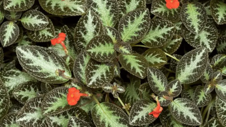 Episcias: La Belleza de las Plantas de Interior