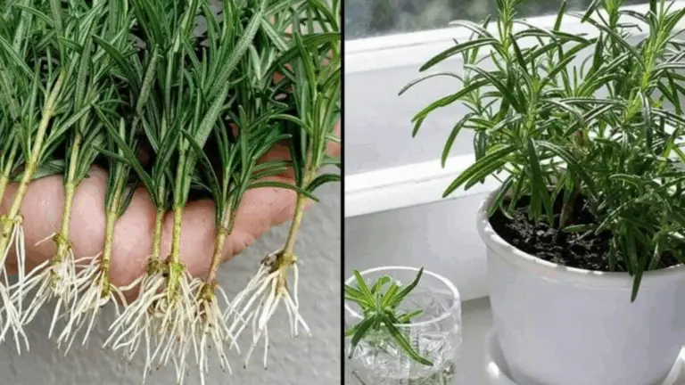 Cómo Multiplicar Romero a partir de Esquejes