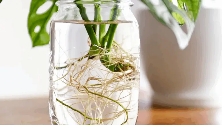 Mi Obsesión por Propagar Hermosas Plantas en Casa