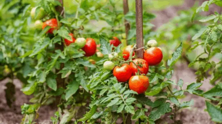 Combina la Jardinería: Cómo los Martillos Pueden Proteger tus Tomates y Estimular su Crecimiento
