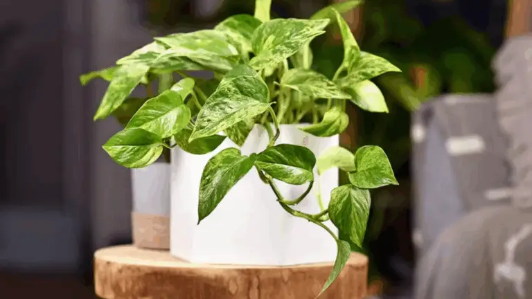 Plantas de Agua que Absorben el Calor en el Hogar 🌿💧